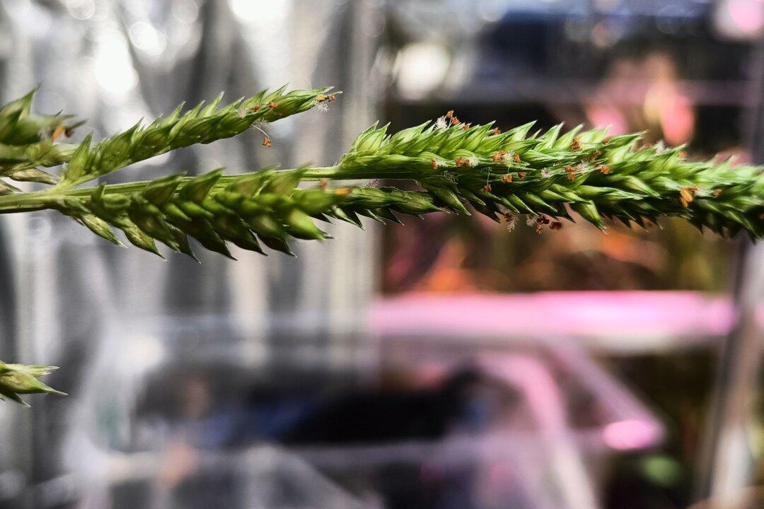 Researchers Say New Grain Type Could Be Climate-Resilient