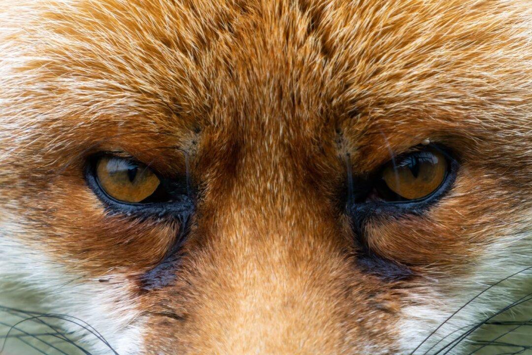 The Rise of Propaganda-Dependent Elites and Lonely Masses