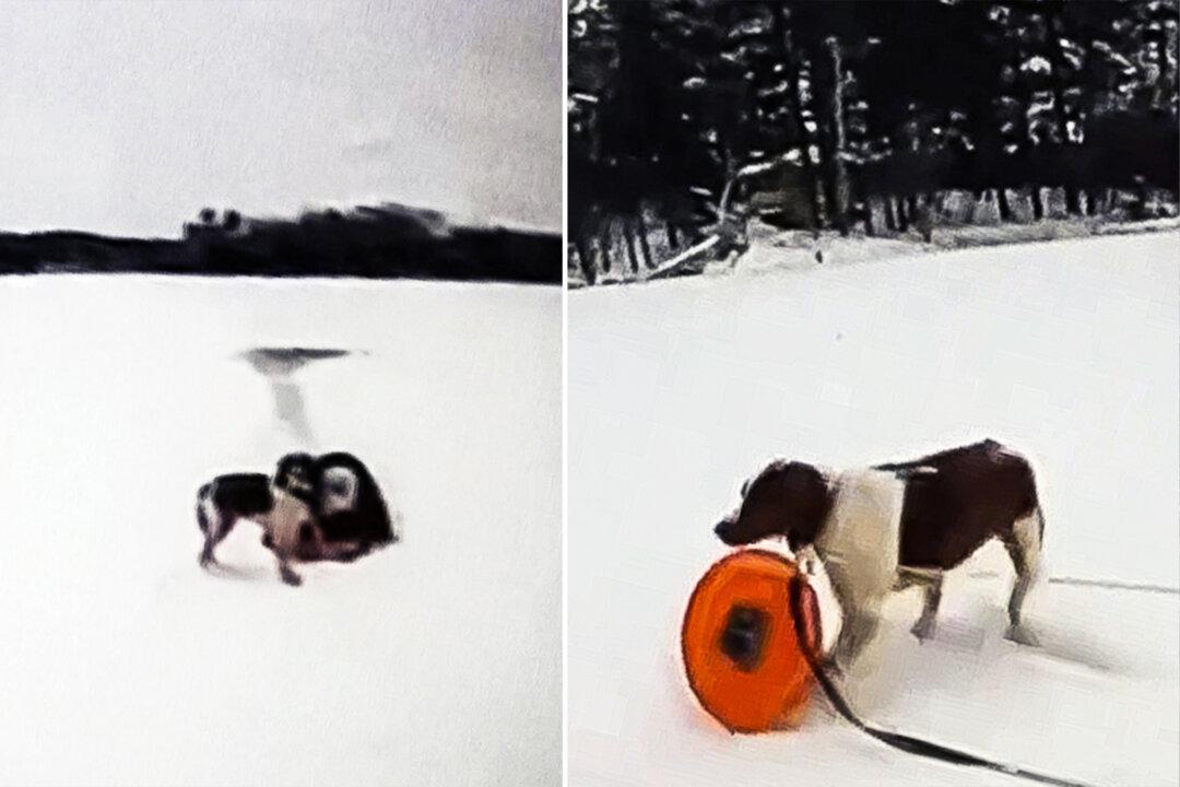 VIDEO: Dog Helps With ‘Amazing Rescue’ After 65-Year-Old Owner Falls Into Icy Michigan Lake