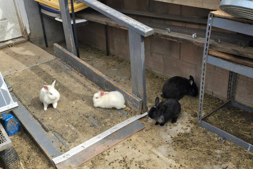 100 Rabbits in Need of Foster Homes in Granada Hills After Rescue
