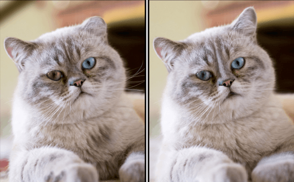 Spot the Difference Daily - Version 2