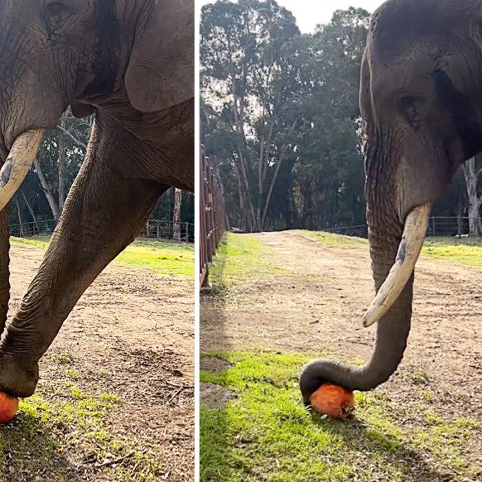 VIDEO: Smart Elephant Refuses to Give Up Challenging Treat—His Problem-Solving Skills Stun All