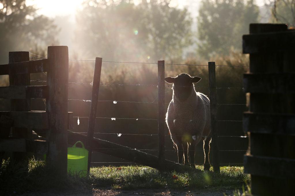 Ram Found Guilty of Double Murder in New Zealand
