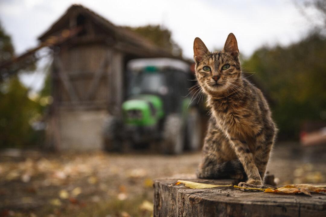 Cats Died After Drinking Raw Milk From Cows With Bird Flu