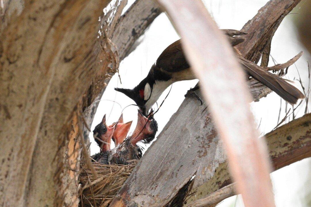 Mother’s Day Special: Birds in Two Nests Atop Busy Hong Kong Downtown Street Become Scenes of Affection From Mother Nature