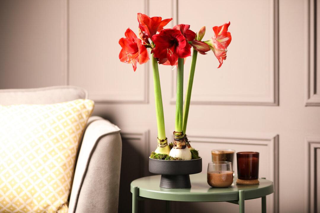 Amaryllis Red Blotch Disease