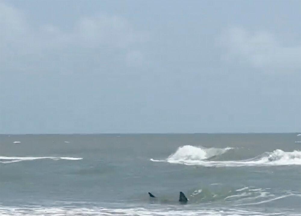 2 Hospitalized After Shark Attacks Disrupt Fourth of July in Texas