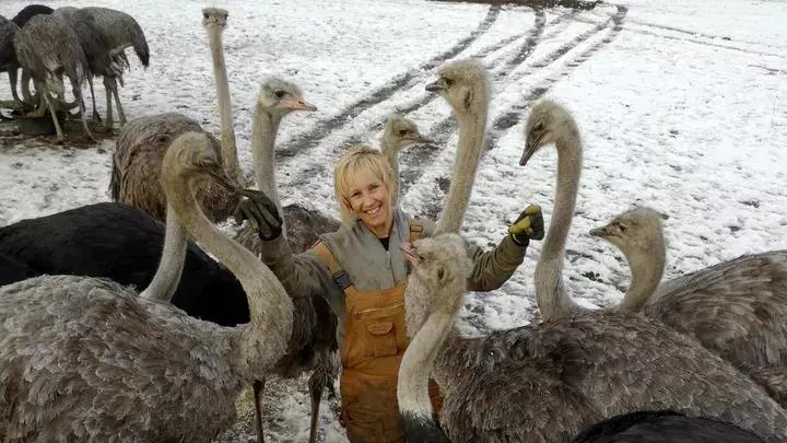 BC Ostriches Spared Culling Over Bird Flu for Now as Owners Try to Get Permanent Reprieve