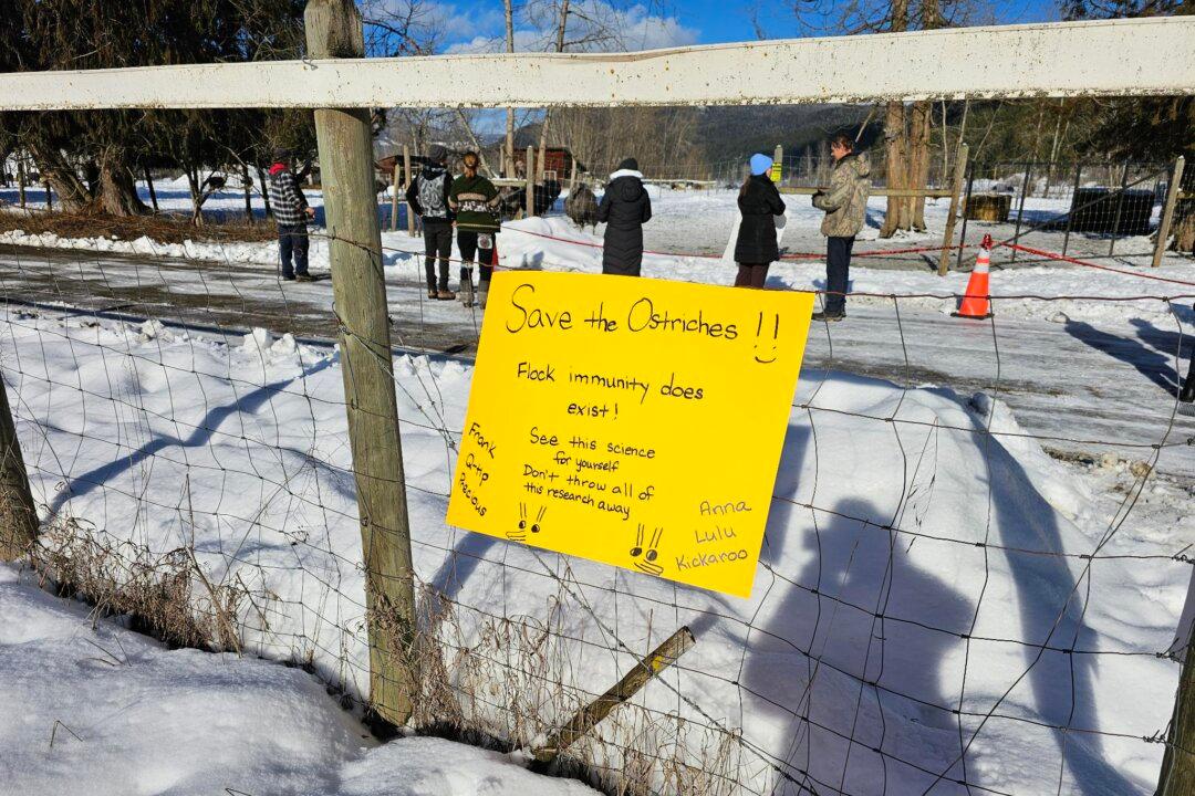 BC Ostrich Farm Owners Fear Flock Will Be Culled Before Judicial Review Due to Avian Flu