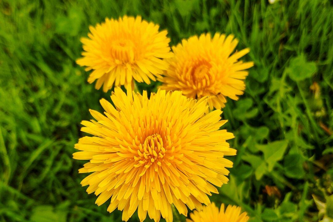 This Kentucky Chef’s Favorite Spring Ingredient Is Hiding in Your Yard