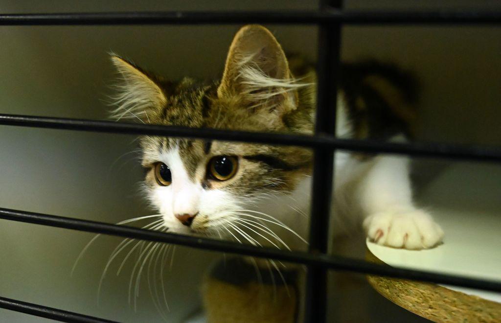 Australian Animal Shelters Buckle Under Cost-of-Living Pressures as Pet Surrenders Increase