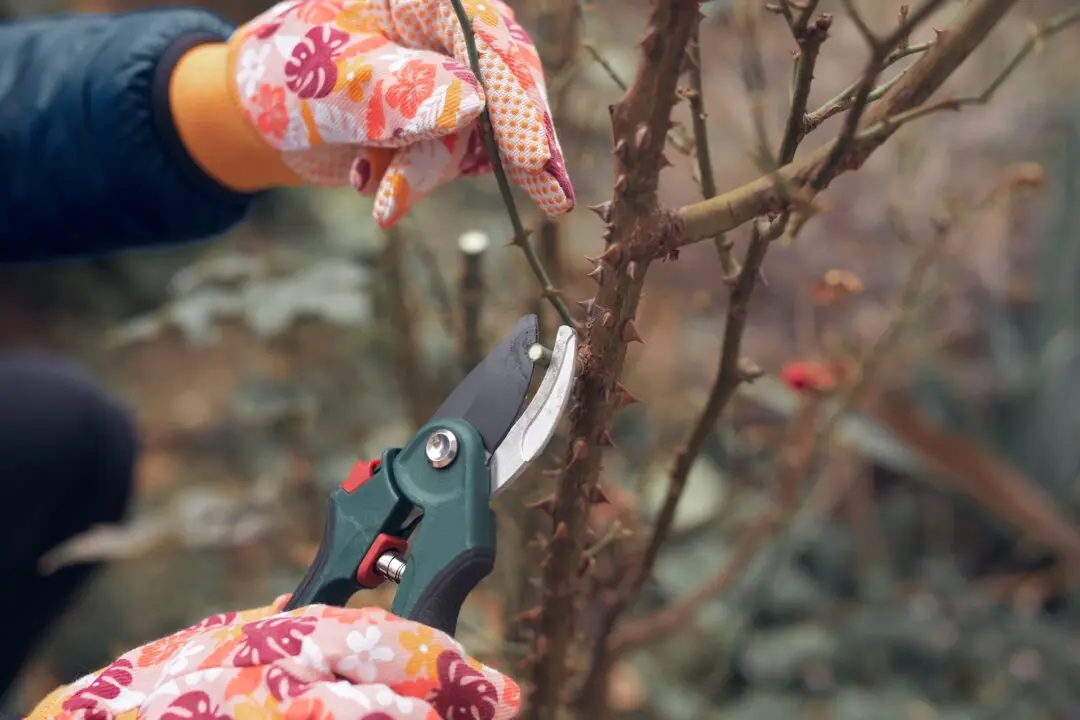 Fall and Winter Rose Care