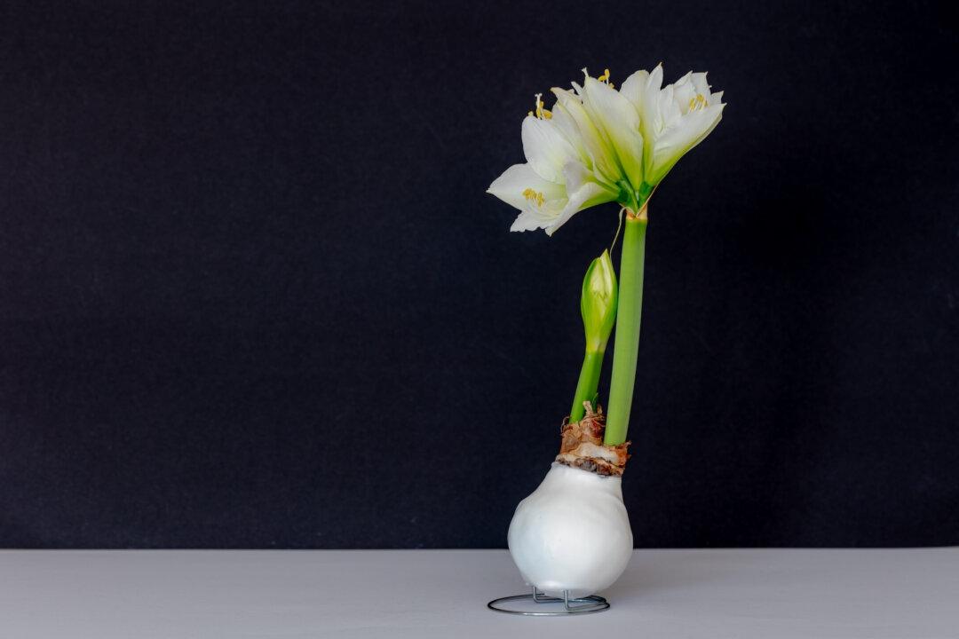 Waxed Amaryllis Care