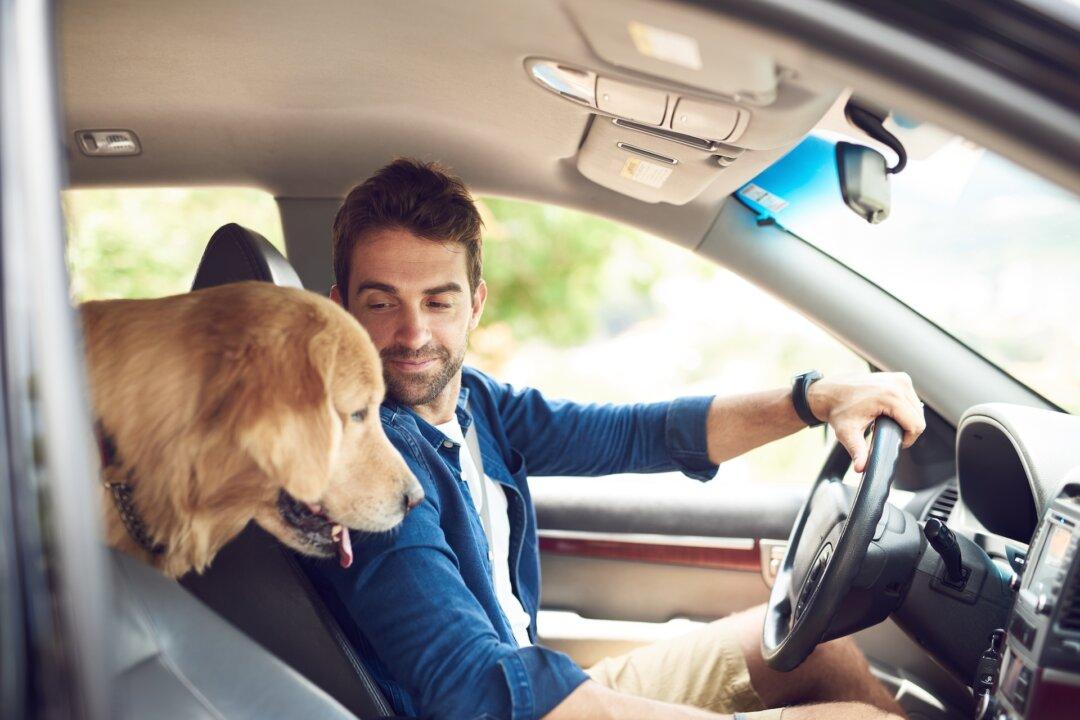 Secure Dog in Vehicle for Safety