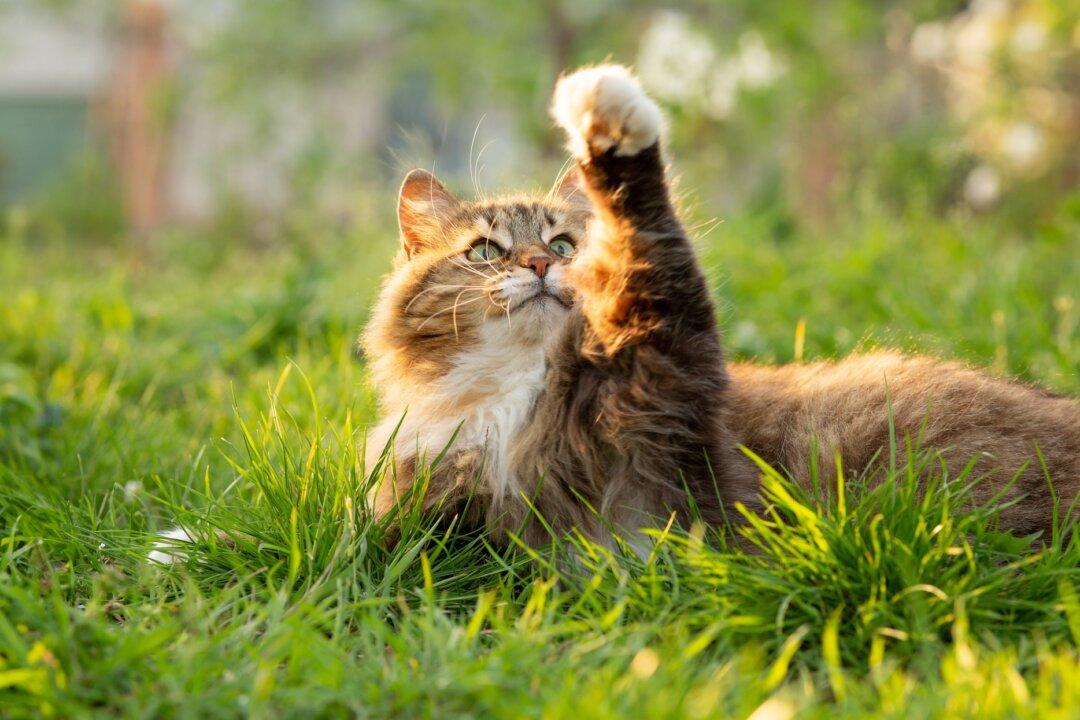 Cats Resistant to Tetanus