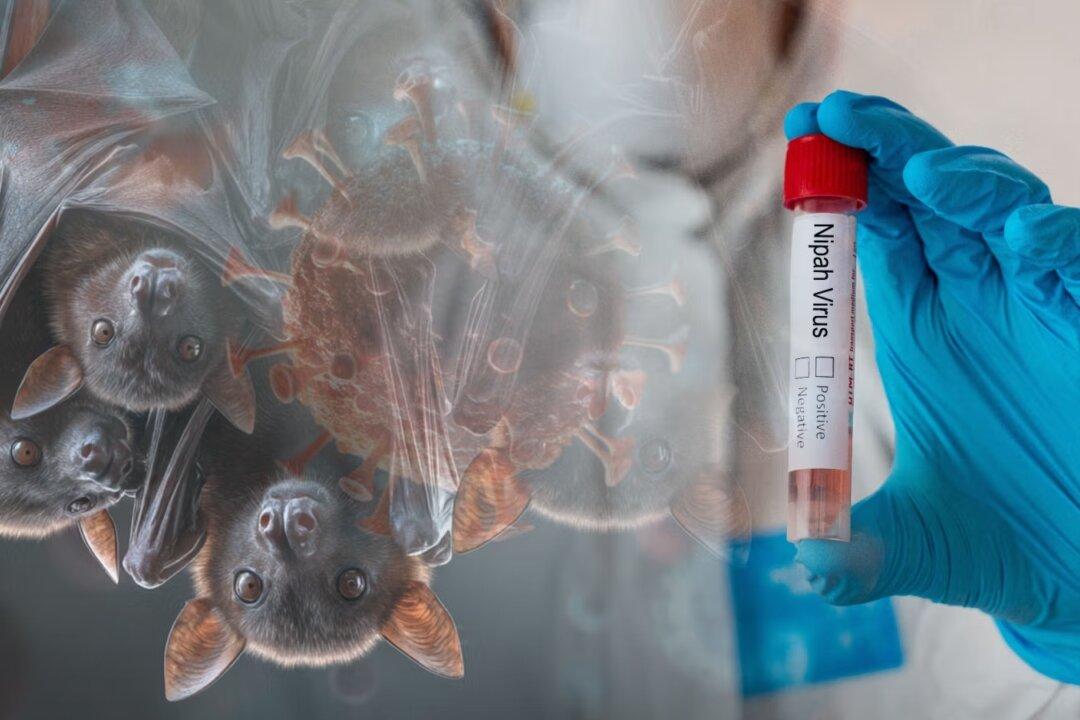 Nipah Virus and the New Public Health Order