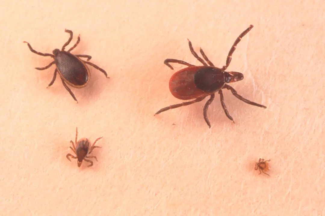 1 in 4 People in Certain States May Be at Risk of Red Meat Allergy From Ticks: CDC